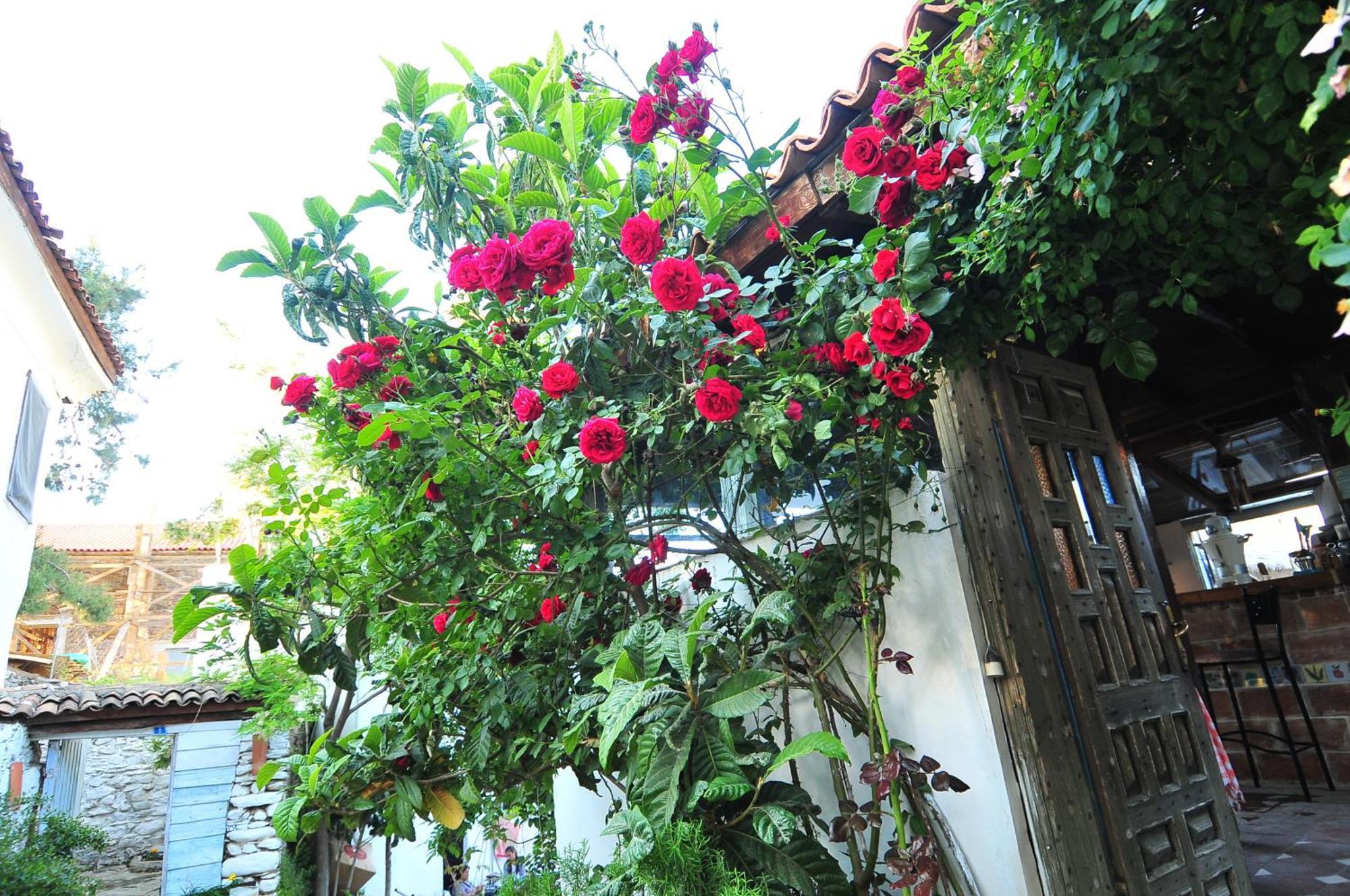 เคอร์คินกา เฮาส์ Hotel Selcuk ภายนอก รูปภาพ